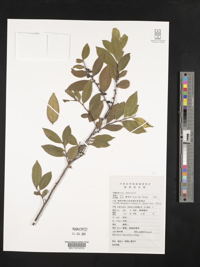 Eurya obtusifolia image