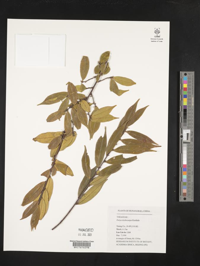 Eurya trichocarpa image