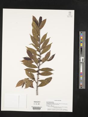 Eurya trichocarpa image