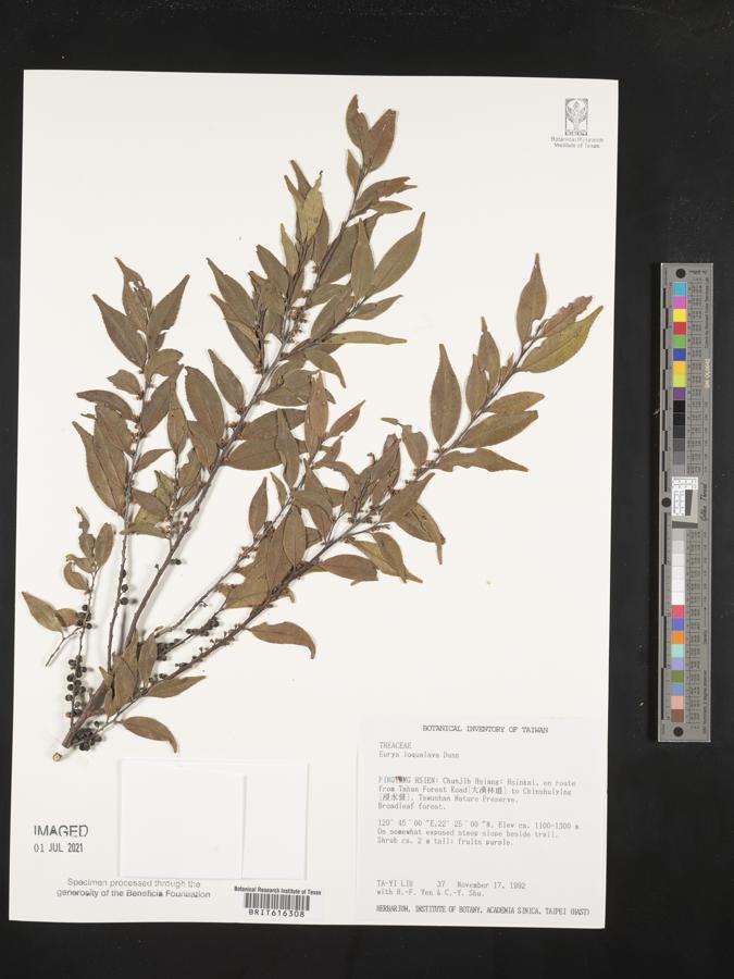 Eurya loquaiana image