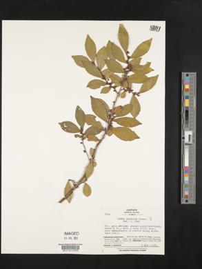 Eurya japonica image