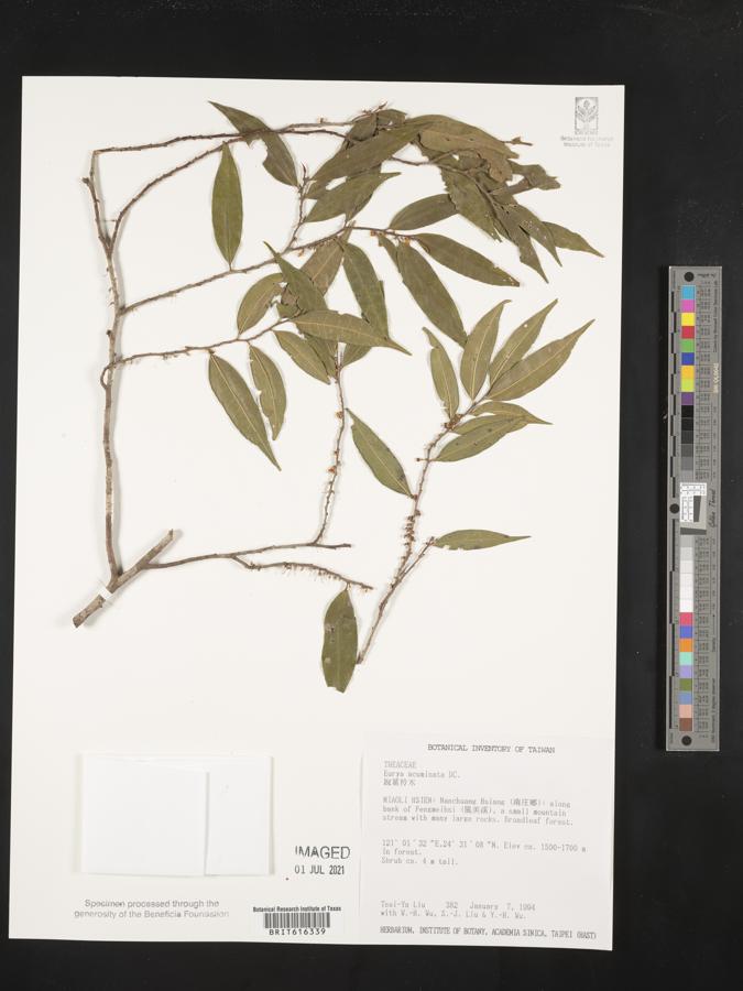 Eurya acuminata image