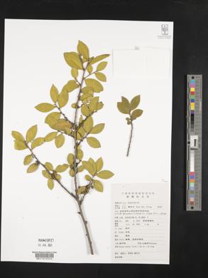 Eurya obtusifolia image