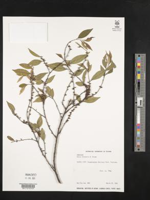 Eurya chinensis image