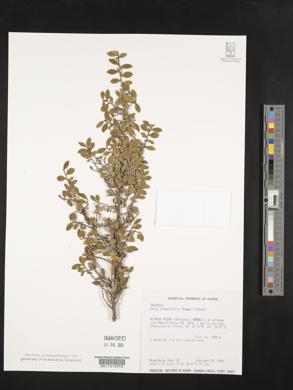 Eurya crenatifolia image