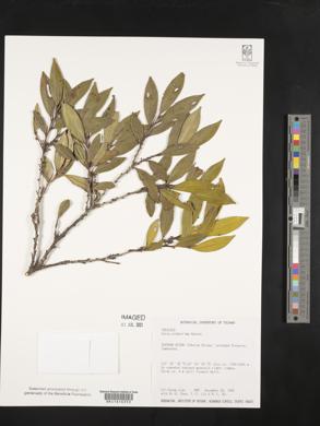 Eurya glaberrima image