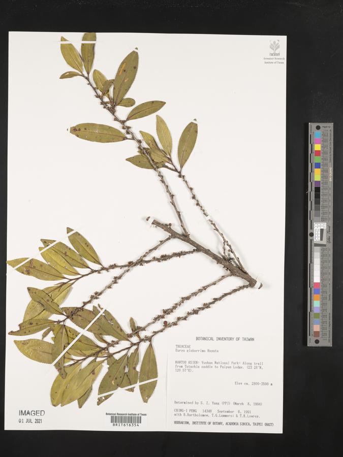 Eurya glaberrima image