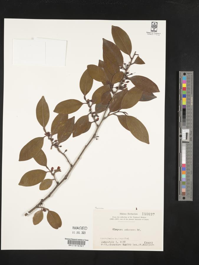 Cleyera japonica image