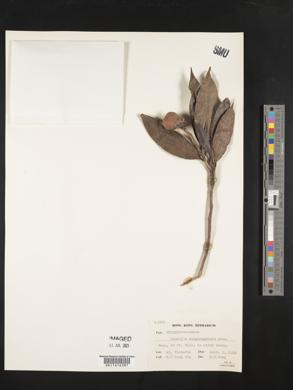 Image of Camellia hongkongensis