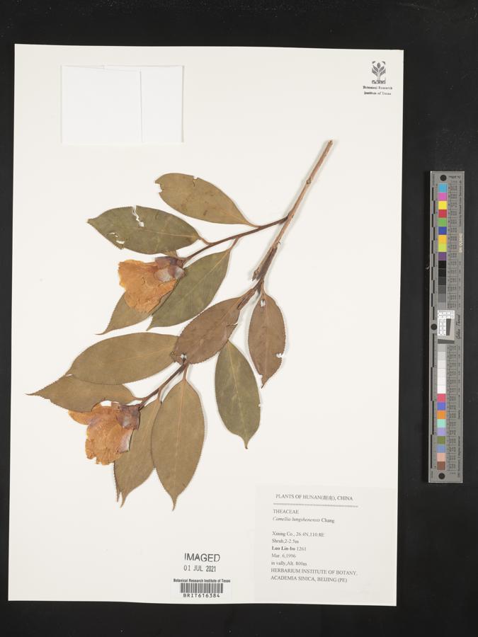 Camellia pitardii var. cryptoneura image