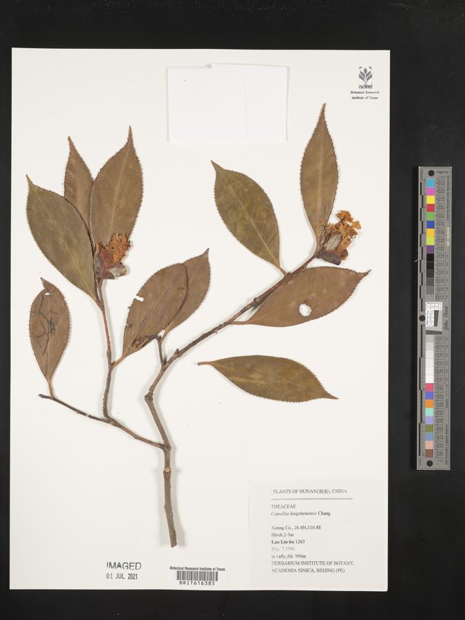 Camellia pitardii var. cryptoneura image