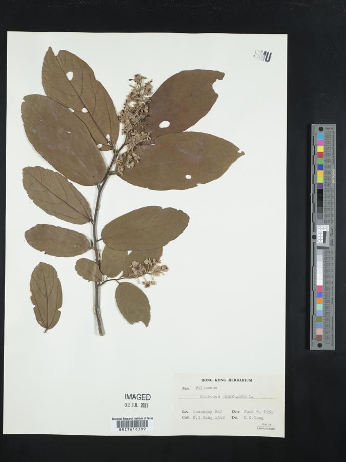 Microcos paniculata image