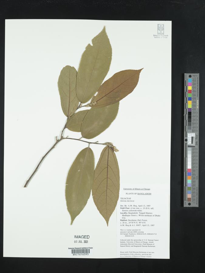 Microcos paniculata image