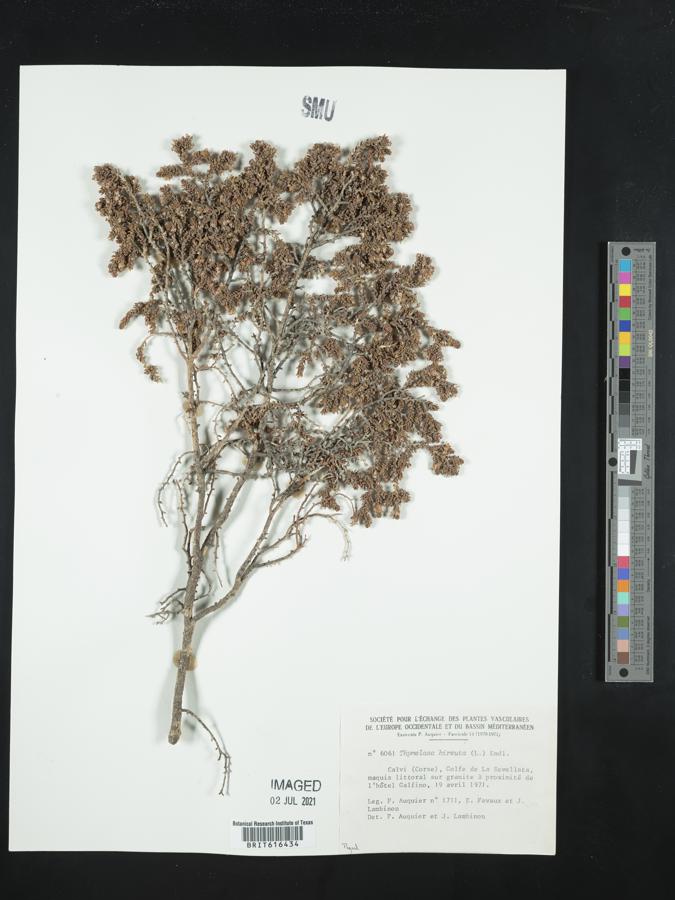 Thymelaea hirsuta image