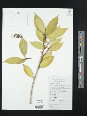 Image of Pyrenaria spectabilis