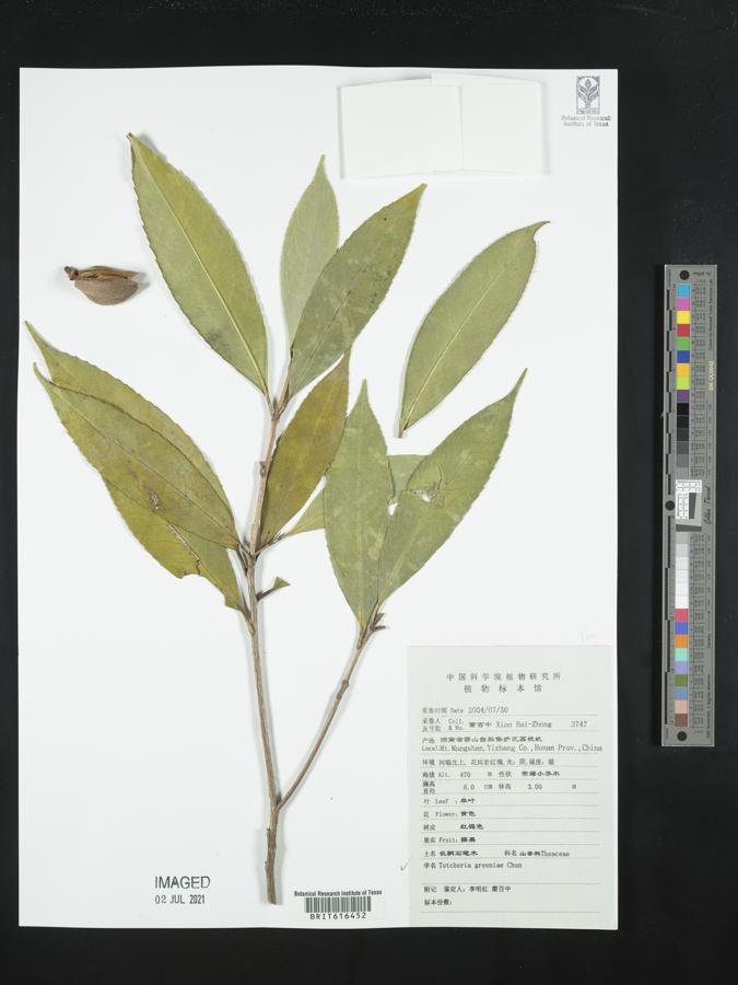 Pyrenaria spectabilis var. greeniae image