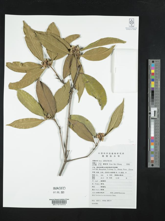 Pyrenaria microcarpa image