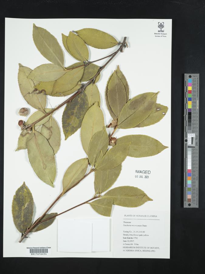 Pyrenaria microcarpa image