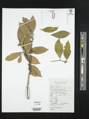 Pyrenaria microcarpa image