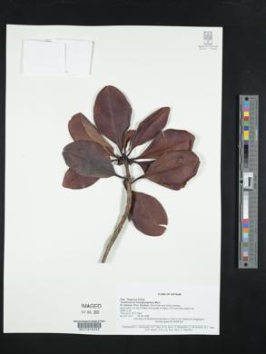 Ternstroemia kwangtungensis image