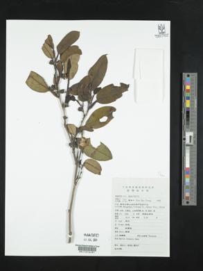 Image of Stewartia pteropetiolata