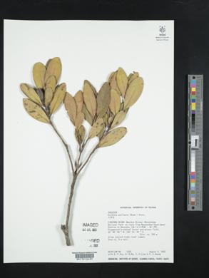 Gordonia axillaris image