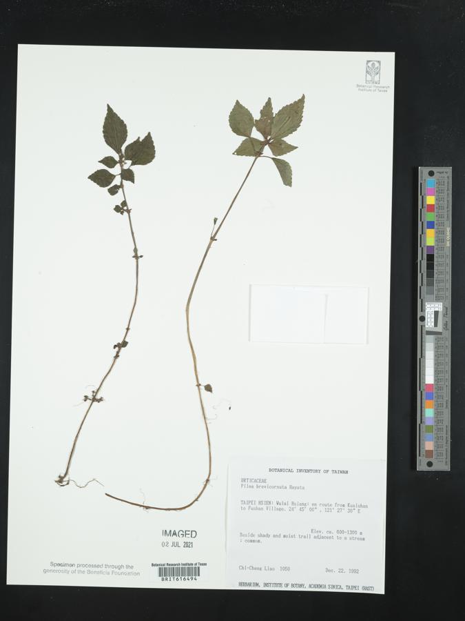 Pilea brevicornuta image