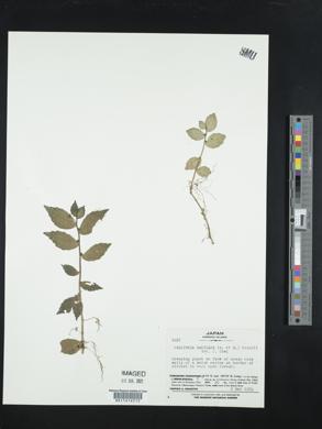 Pellionia radicans image
