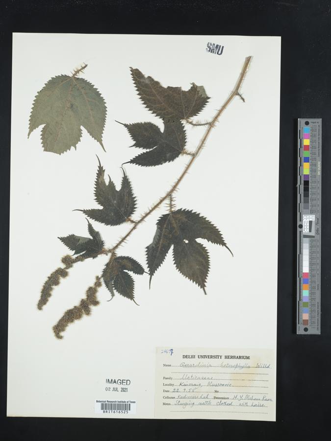 Girardinia diversifolia image
