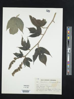 Image of Girardinia diversifolia