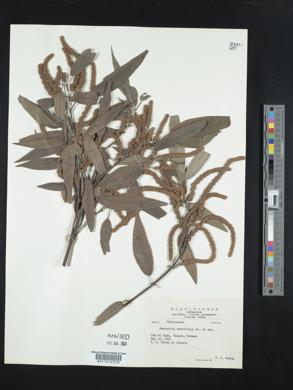 Boehmeria densiflora image