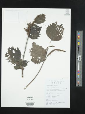 Boehmeria japonica image