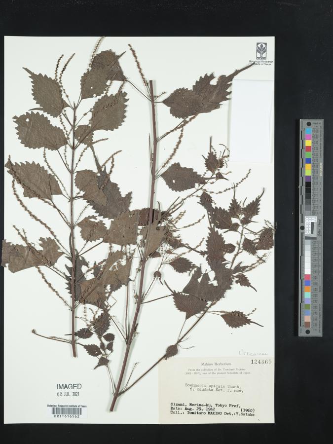 Boehmeria spicata image