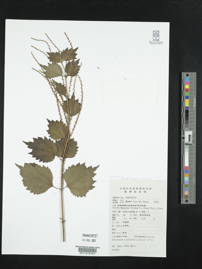 Boehmeria japonica image