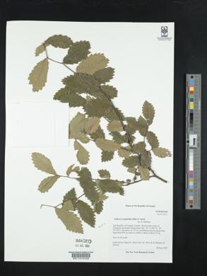 Zelkova carpinifolia image