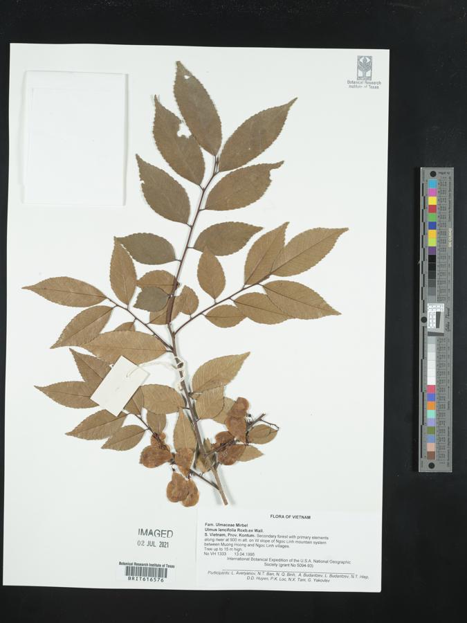 Ulmus lanceifolia image