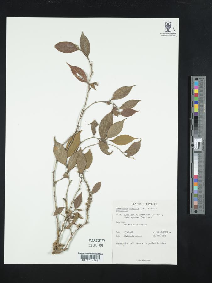 Gironniera parvifolia image