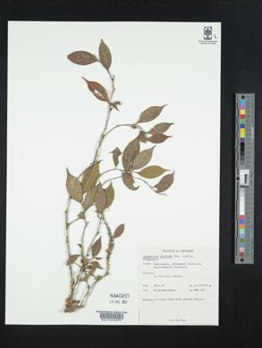 Image of Gironniera parvifolia