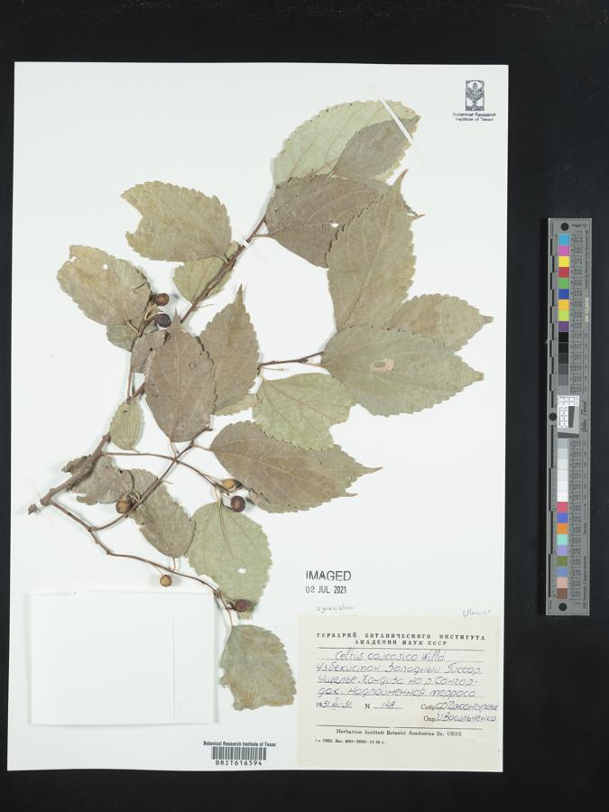 Celtis caucasica image