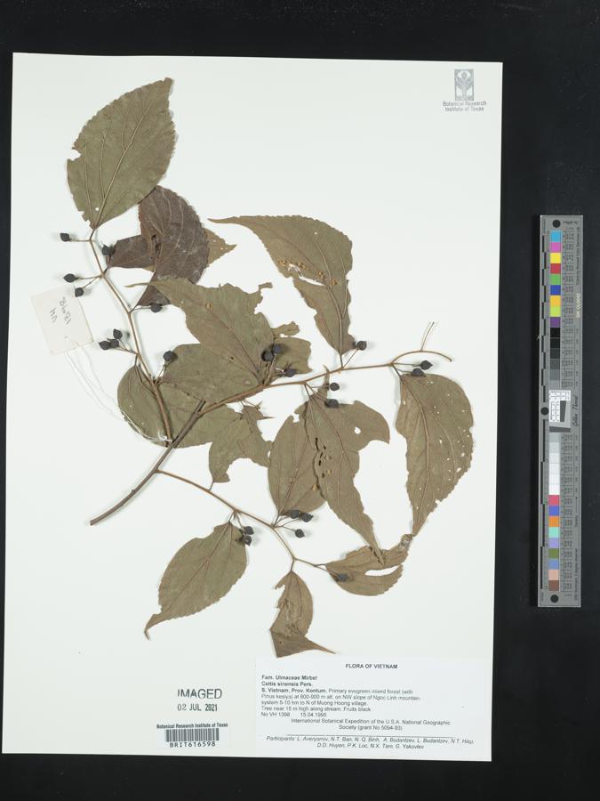 Celtis sinensis image