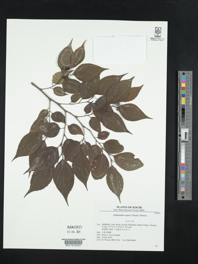 Aphananthe aspera image