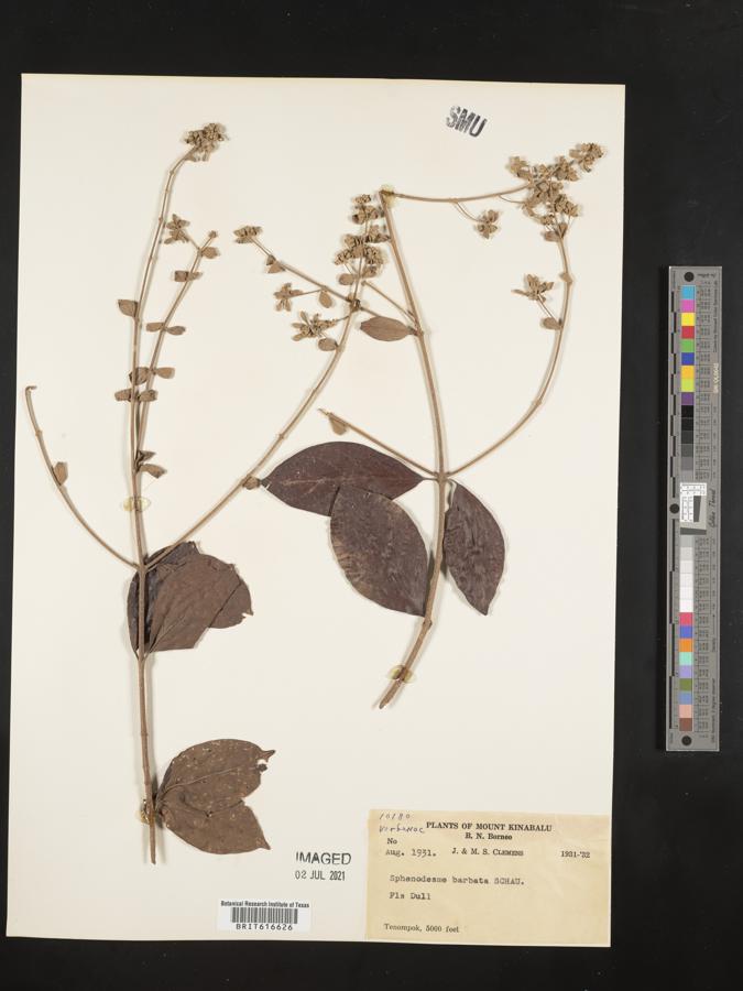 Sphenodesme racemosa var. racemosa image