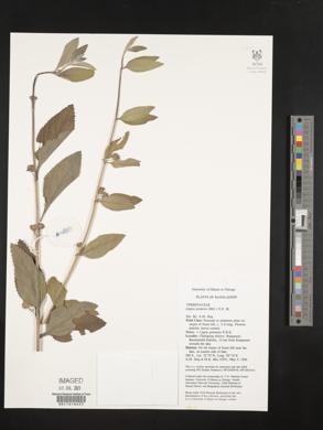 Lippia javanica image