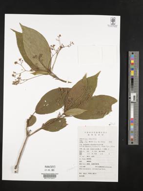 Clerodendrum cyrtophyllum image