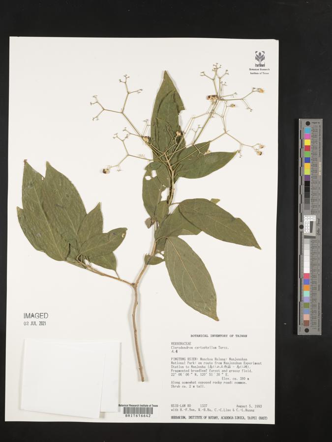 Clerodendrum cyrtophyllum image