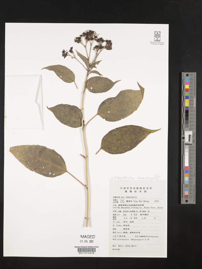 Clerodendrum kwangtungense image