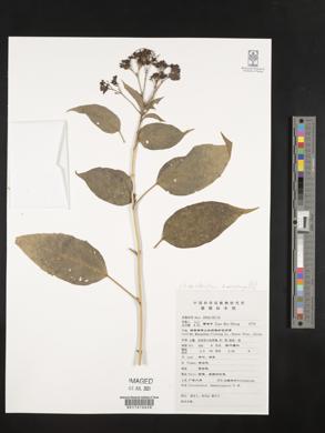 Image of Clerodendrum kwangtungense
