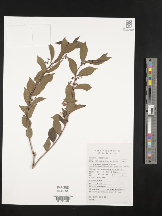 Callicarpa dichotoma image