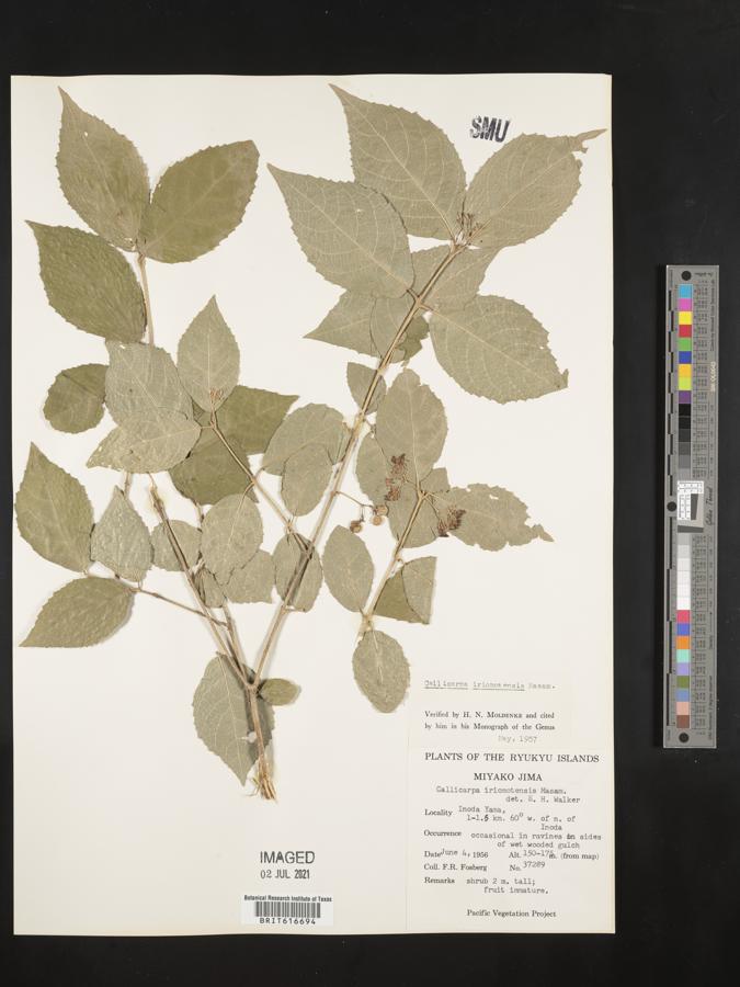 Callicarpa oshimensis image