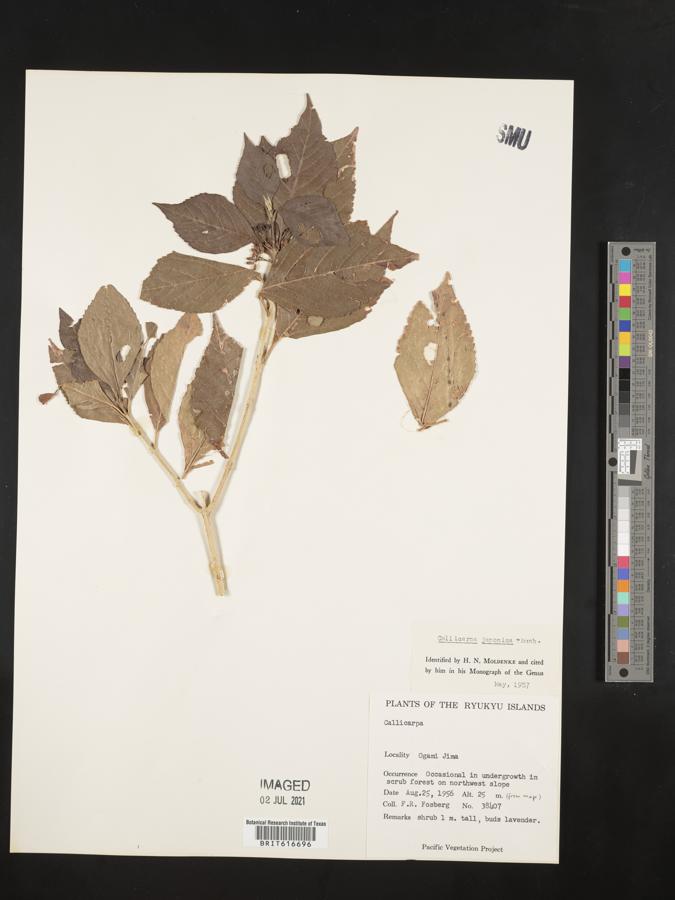 Callicarpa japonica image